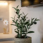 Olivia & Navy, Appartement