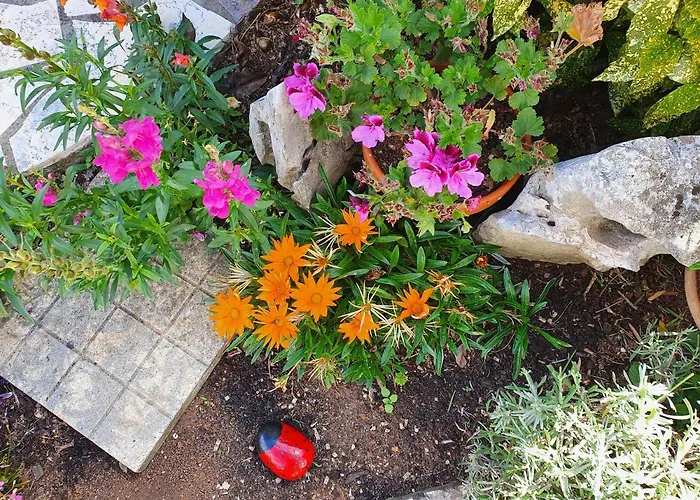 Olivia & Navy, * Šilo